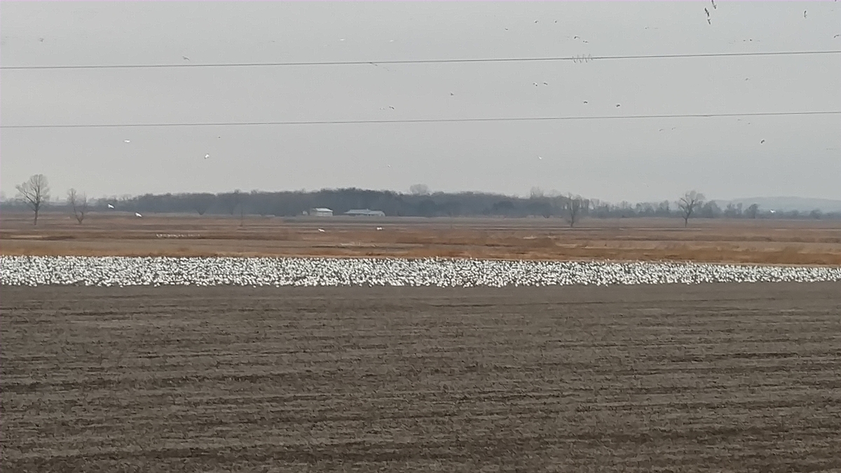 Missouri Snow Goose Hunting Photo